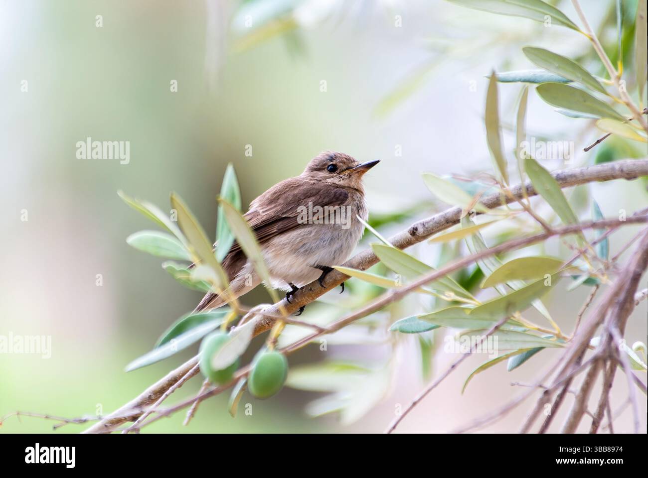 Gefleckter Fliegenfänger (Muscicapa striata) auf einem Olivenzweig in Korsika, Frankreich Stockfoto