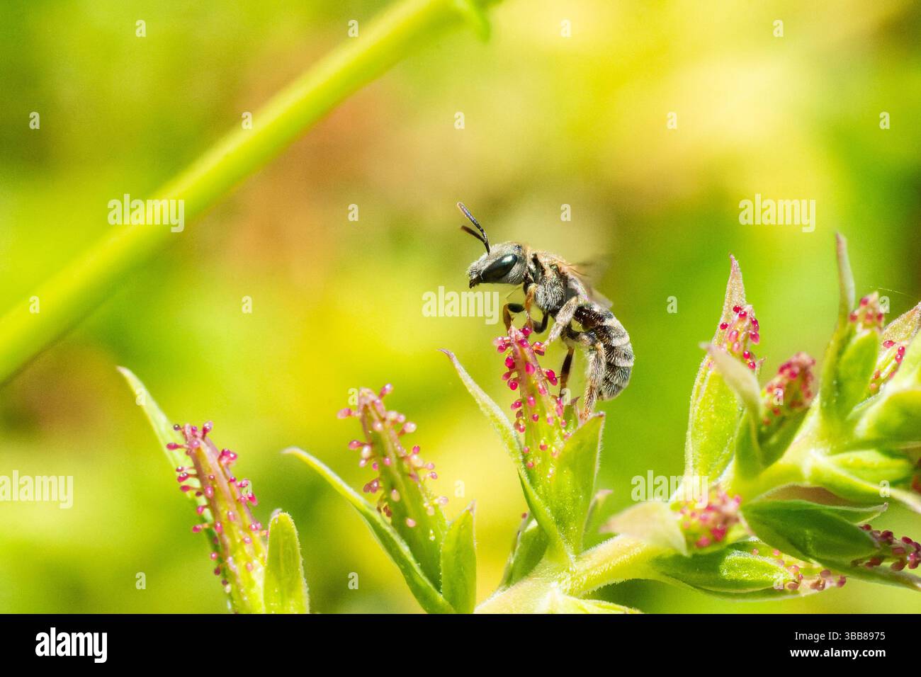 Makro einer Schweißbiene (Lasioglossum sp.) Sammeln von Pollen auf einer Wildblume in Korsika, Frankreich. Stockfoto