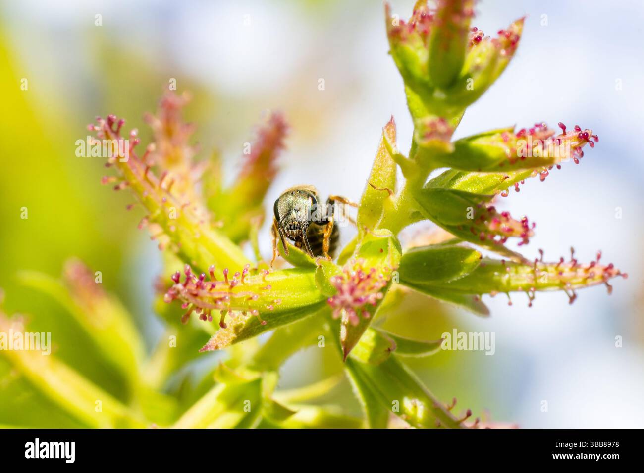 Makro einer Schweißbiene (Lasioglossum sp.) Auf einer Wildblume in Korsika, Frankreich, die Bestäubungsverhalten zeigt. Stockfoto