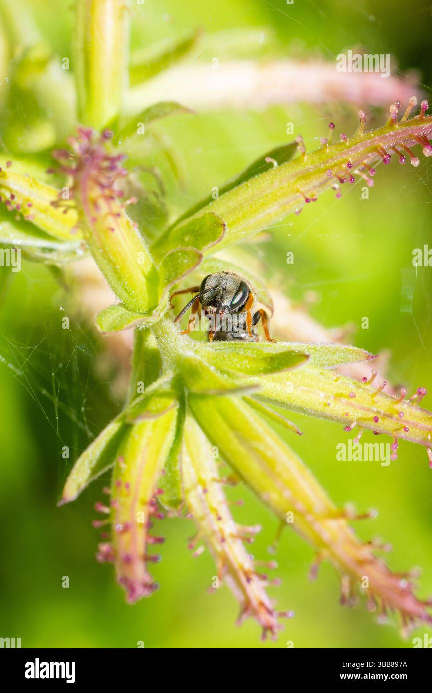 Makro einer Schweißbiene (Lasioglossum sp.) Auf einer Wildblume in Korsika, Frankreich, die Bestäubungsverhalten zeigt. Stockfoto