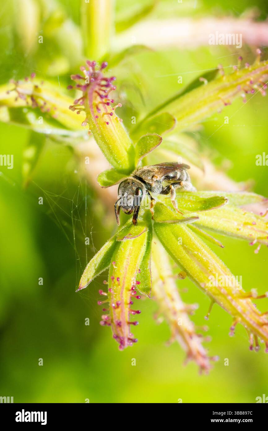 Makro einer Schweißbiene (Lasioglossum sp.) Auf einer Wildblume in Korsika, Frankreich, die Bestäubungsverhalten zeigt. Stockfoto