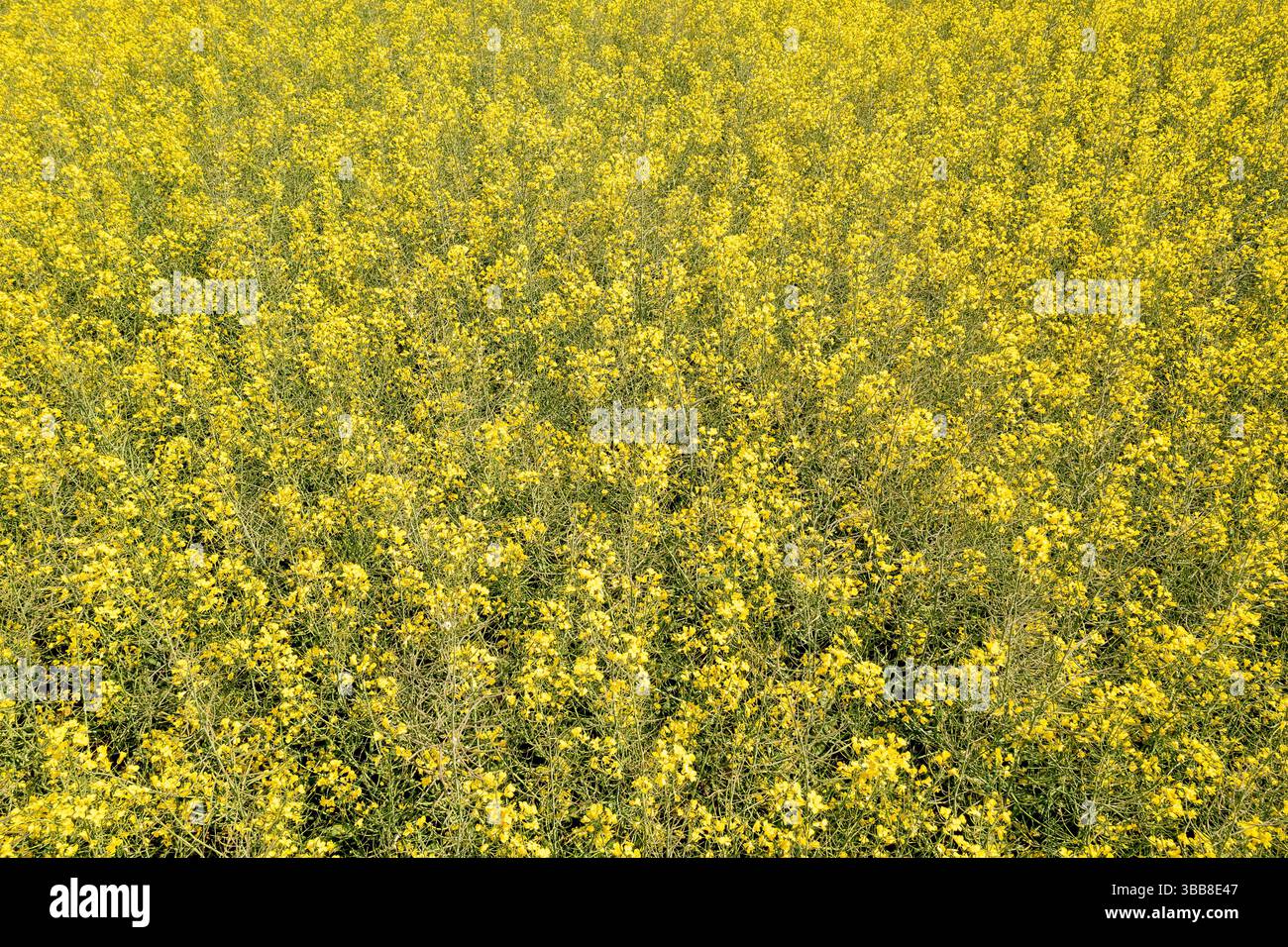 Blühendes Rapsfeld mit leuchtenden gelben Blumen in der Frühlingslandschaft Stockfoto