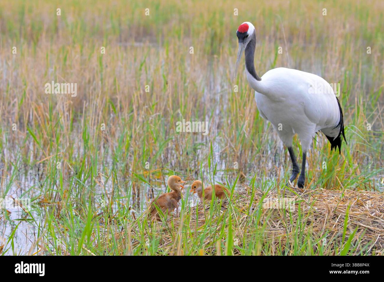 (250515) -- QIQIHAR, 15. Mai 2025 (Xinhua) -- Rotkraniken haben Spaß neben einem erwachsenen Vogel im Zhalong National Nature Reserve in Qiqihar, nordöstlich Chinas Provinz Heilongjiang, 14. Mai 2025. In Gefangenschaft gezüchtete Rotkräne im Zhalong National Nature Reserve in Qiqihar haben vor kurzem ihre Brutsaison begonnen, wobei viele Kraniche neue Nachkommen begrüßen. Mit einer Gesamtfläche von 2.100 Quadratkilometern wird das Reservat in China als „Heimat der Rotkräne“ bezeichnet und dient als weltgrößter Lebensraum für Rotkräne und größter in Gefangenschaft gezüchteter Rotkräne Stockfoto