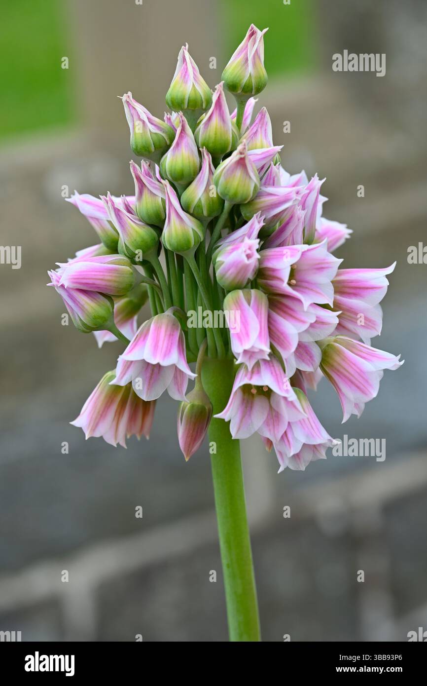 Rosafarbene und weiße Frühlingsblumen des Allium tripedale UK Garden Mai Stockfoto