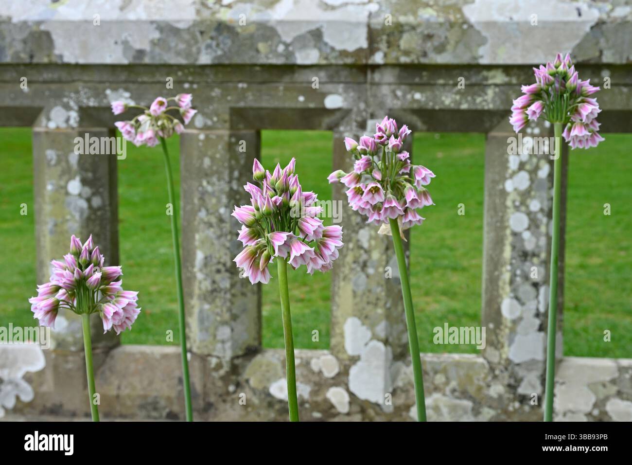 Rosafarbene und weiße Frühlingsblumen des Allium tripedale UK Garden Mai Stockfoto