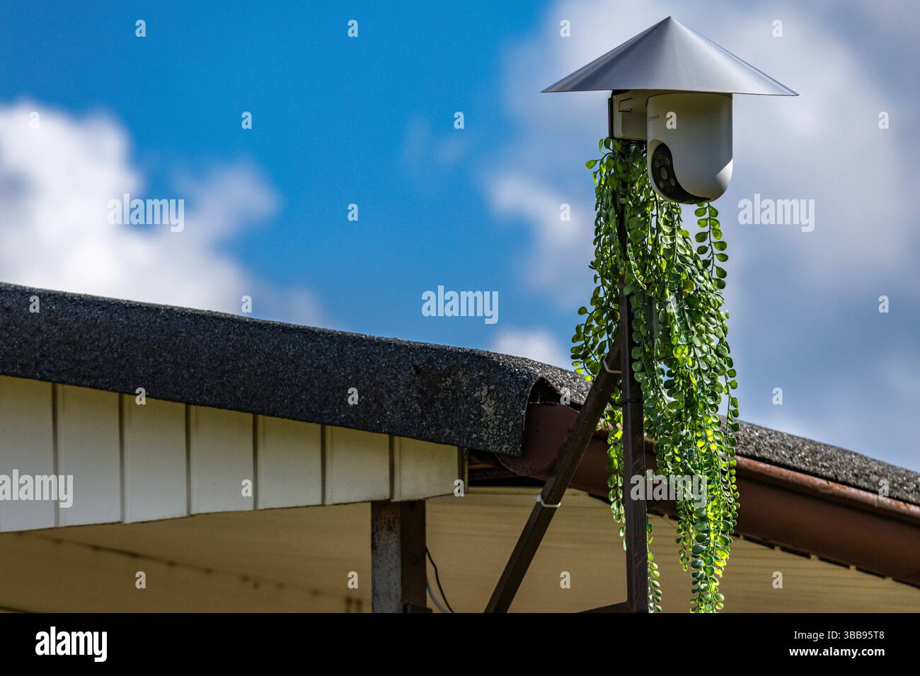 Versteckte Kamera zwischen Blättern im Garten, geheime Aufzeichnung von Nachbarn, Videoüberwachung auf privatem Grundstück Stockfoto
