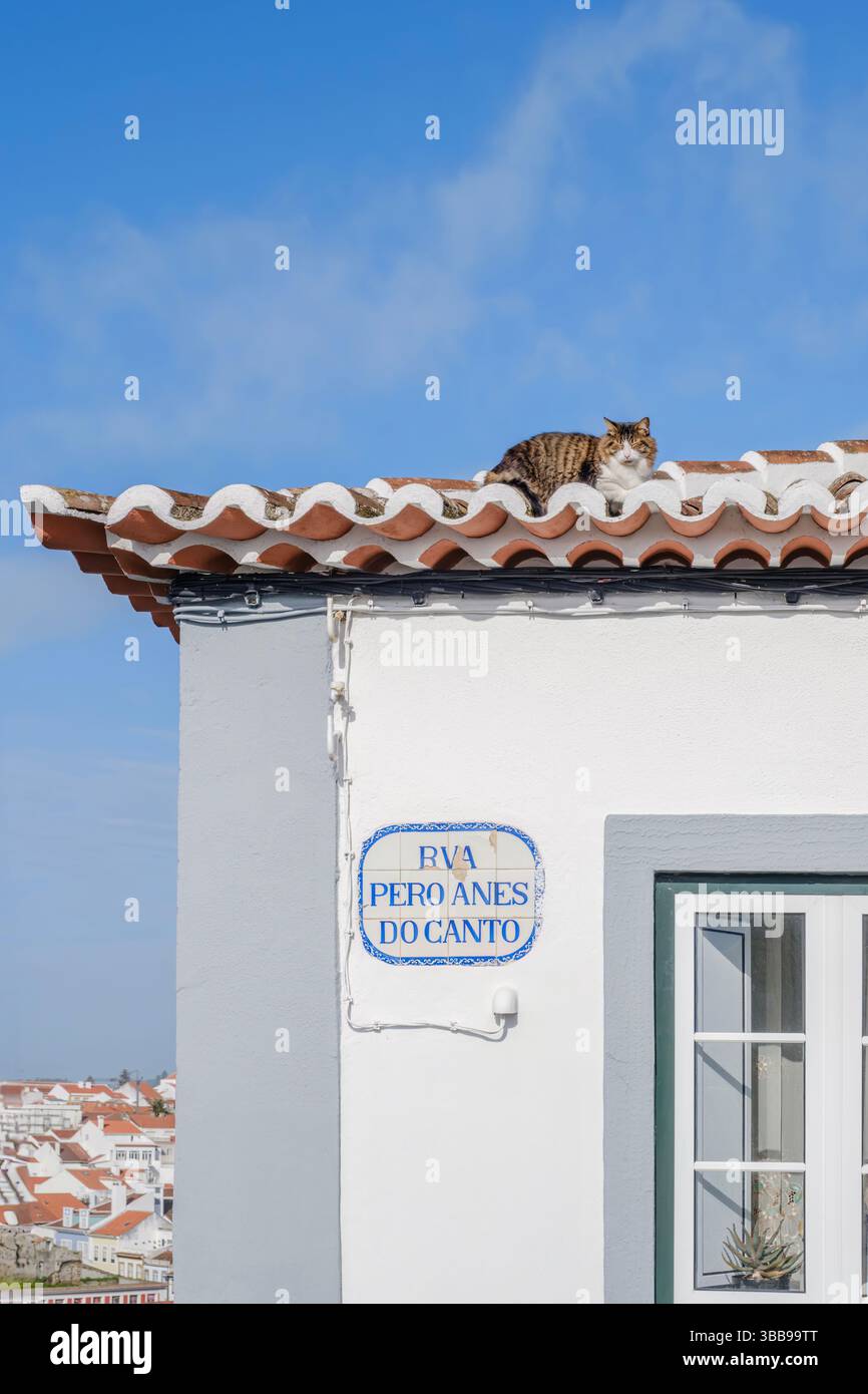 Tabby-Katze, die sich auf Terrakotta-Dachziegeln eines traditionellen weißen portugiesischen Hauses entspannt. Charmante Straßenszene mit Katze auf dem Gebäude mit Keramikfliesen Straße Stockfoto