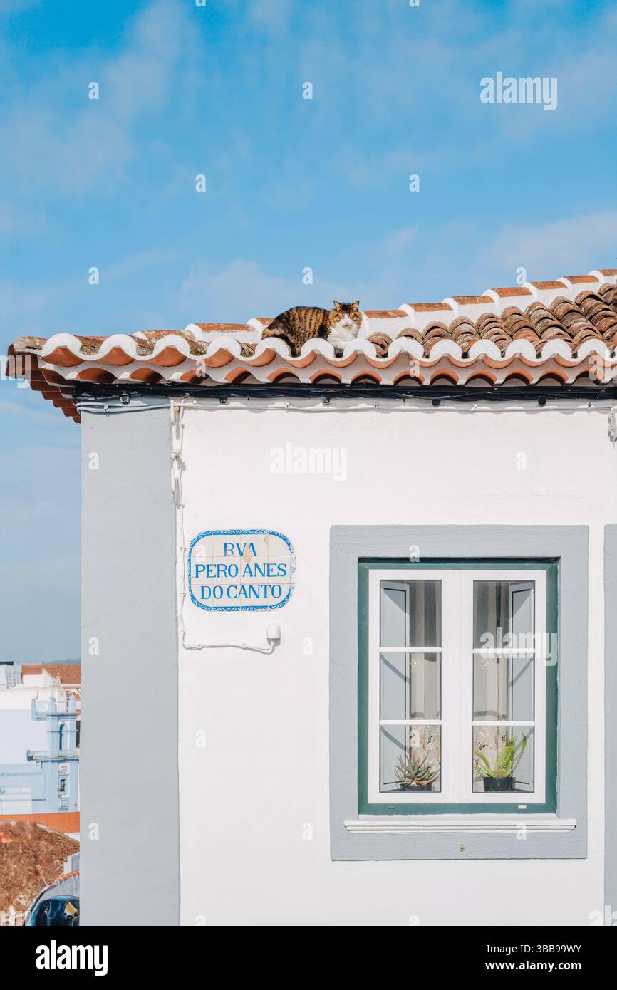 Tabby-Katze, die sich auf Terrakotta-Dachziegeln eines traditionellen weißen portugiesischen Hauses entspannt. Charmante Straßenszene mit Katze auf dem Gebäude mit Keramikfliesen Straße Stockfoto