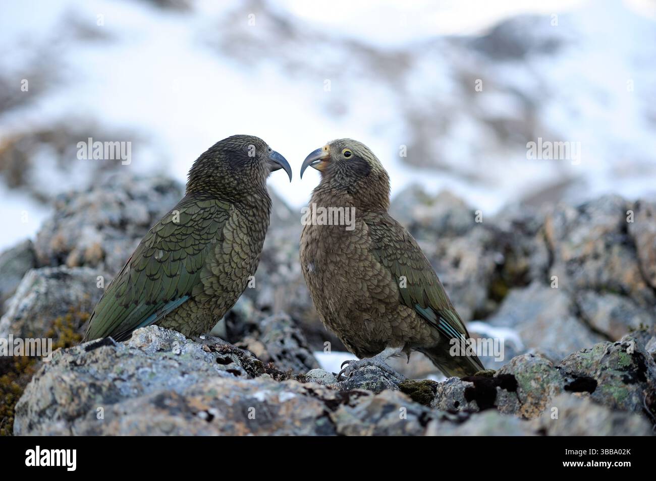 Auf der rechten Seite befindet sich ein junger Kea (Nestor notabilis), während der Vogel auf der linken Seite ein Erwachsener ist. Dieses Foto wurde in Arthur's Pass, Südalpen, New Z, aufgenommen Stockfoto