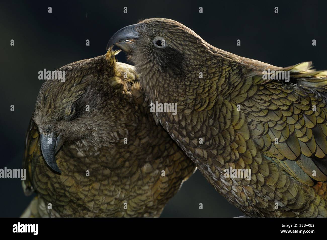 Kea (Nestor notabilis) bilden lebenslange Paare. Gegenseitiges Prägen trägt dazu bei, diese Bindung zwischen Partnern zu stärken. Dieses Foto wurde in Arthur's Pass aufgenommen Stockfoto