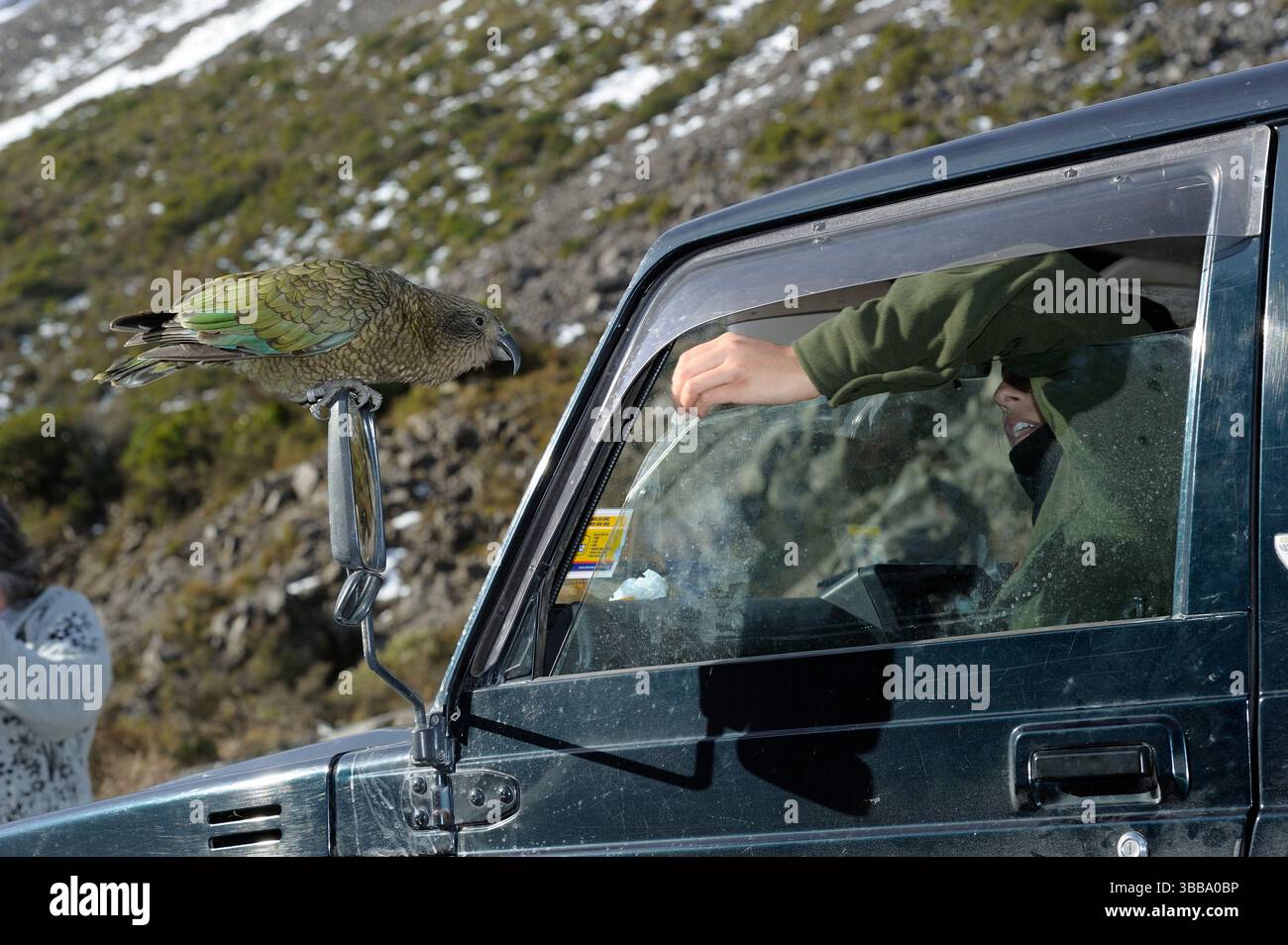 Kea (Nestor notabilis) werden häufig von Menschen gefüttert, auch wenn dies die Vögel davon abhält, auf natürliche Weise zu fressen. Dieses Foto wurde bei Arthur gemacht Stockfoto