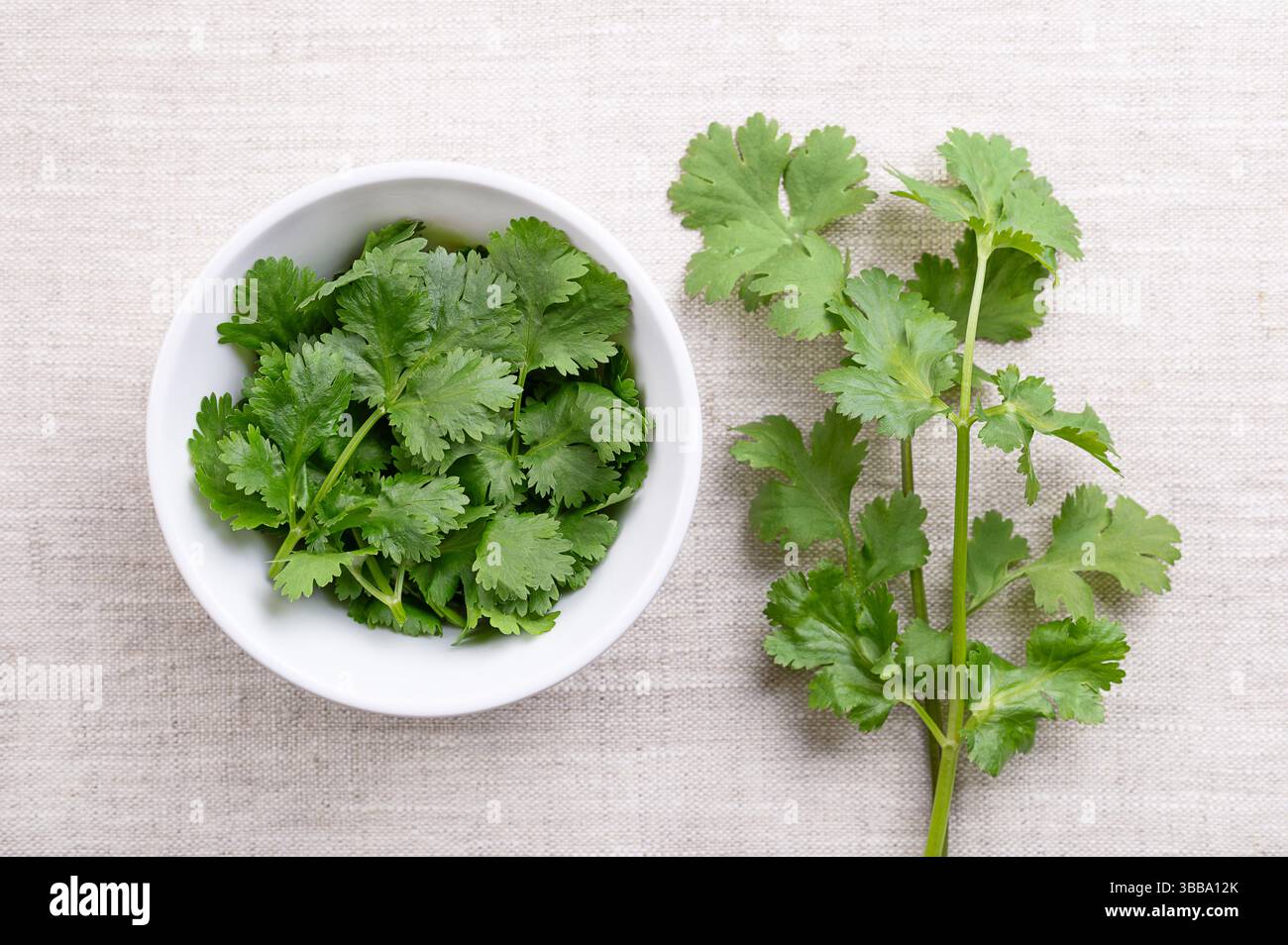 Frische Korianderblätter, Korianderblätter in einer weißen Schüssel auf Leinen. Grüne Blätter von Coriandrum sativum, einem Kraut mit frischem, leicht Zitrusgeschmack. Stockfoto