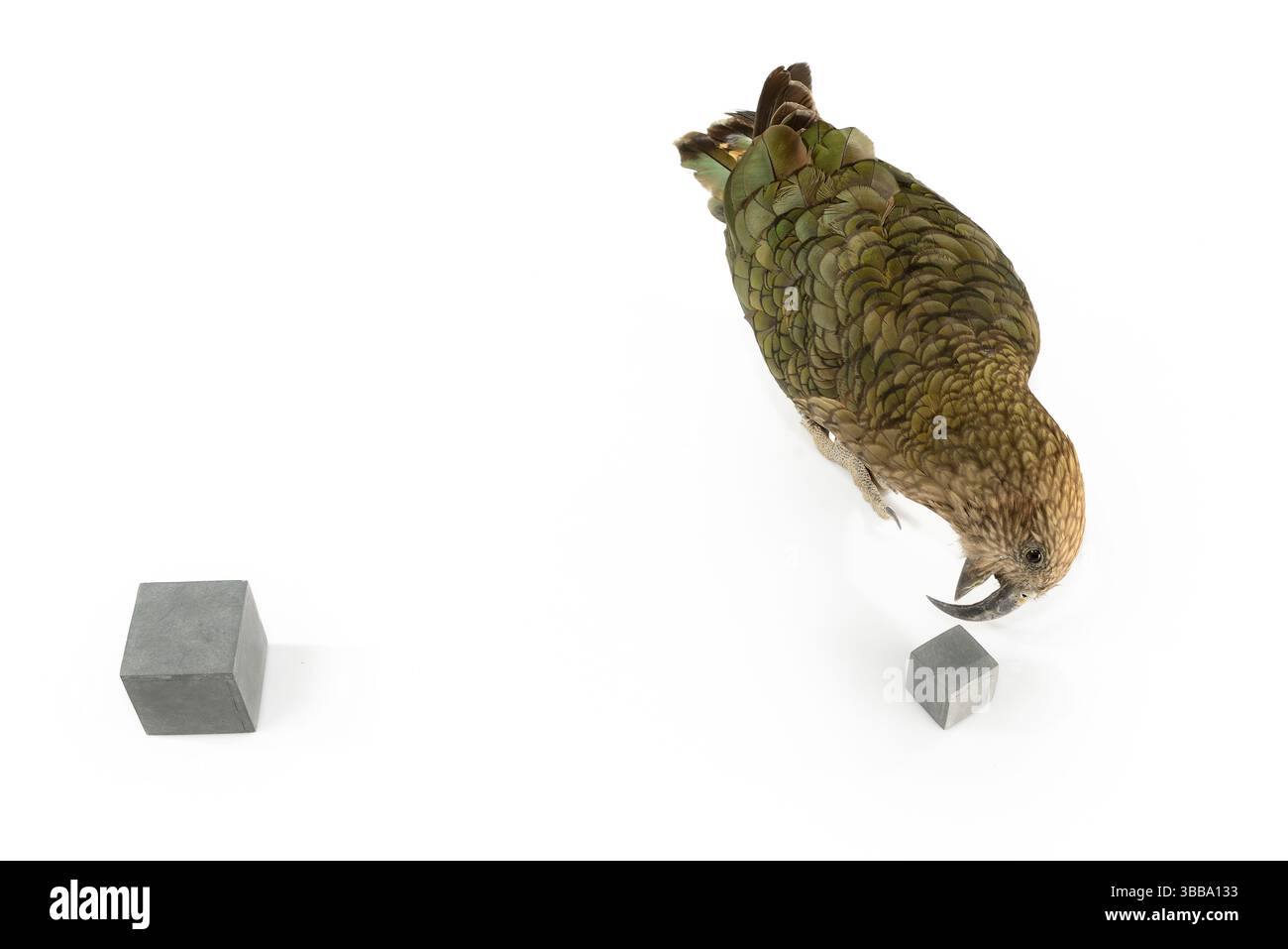 [Captive] Kea (Nestor notabilis). Der Kea ist in der Lage, zwei ähnlich aussehende Objekte allein durch ihre Größenunterschiede zu unterscheiden. Der Größenunterschied Stockfoto