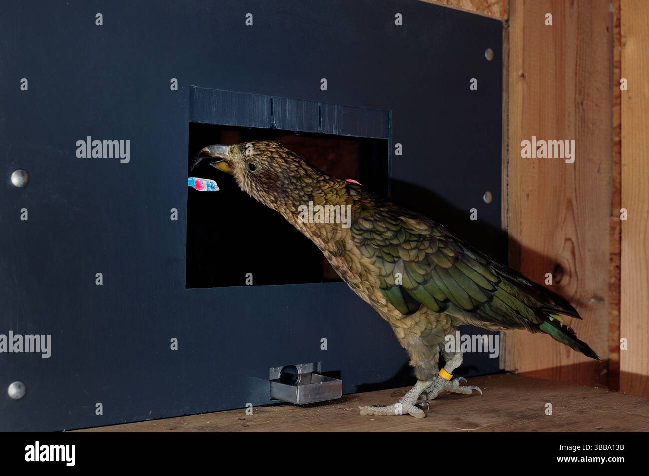 [Captive] Kea (Nestor notabilis). Verhaltensforschung mit Touchscreens wurde erst kürzlich für Keas durchgeführt. Der Unterschied beim Lernerfolg Stockfoto