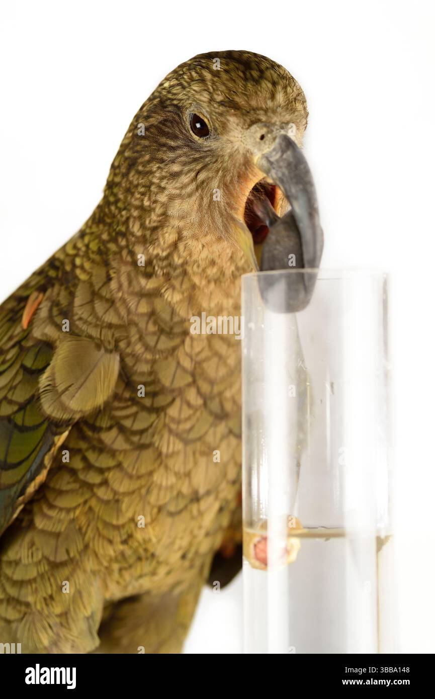 In diesem Experiment werden dem Kea (Nestor notabilis) drei mit Wasser gefüllte Röhrchen präsentiert, große oder kleine Steine. Der Kea lernt, den Sto fallen zu lassen Stockfoto