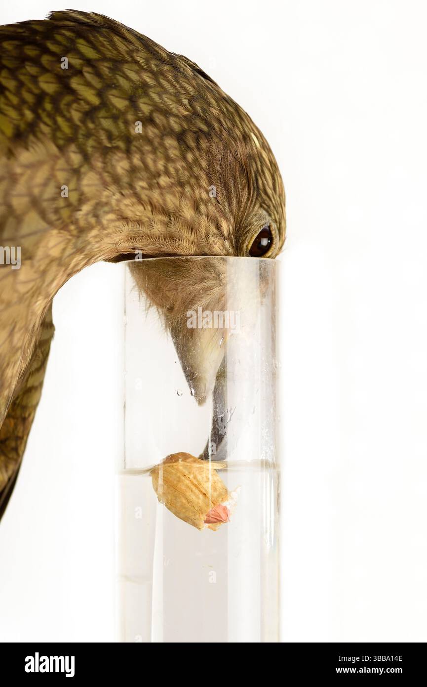 In diesem Experiment werden dem Kea (Nestor notabilis) drei mit Wasser gefüllte Röhrchen präsentiert, große oder kleine Steine. Der Kea lernt, den Sto fallen zu lassen Stockfoto