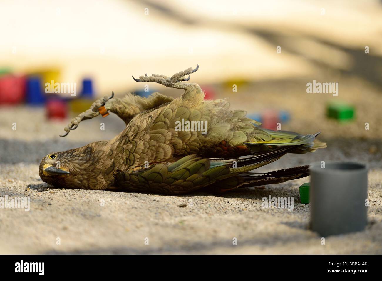 Kea (Nestor notabilis) macht eine Pause von der Untersuchung von Objekten und genießt es, auf dem Rücken zu liegen. Diese Tiere werden in einer Freiluftvoliere (250 m) gehalten Stockfoto