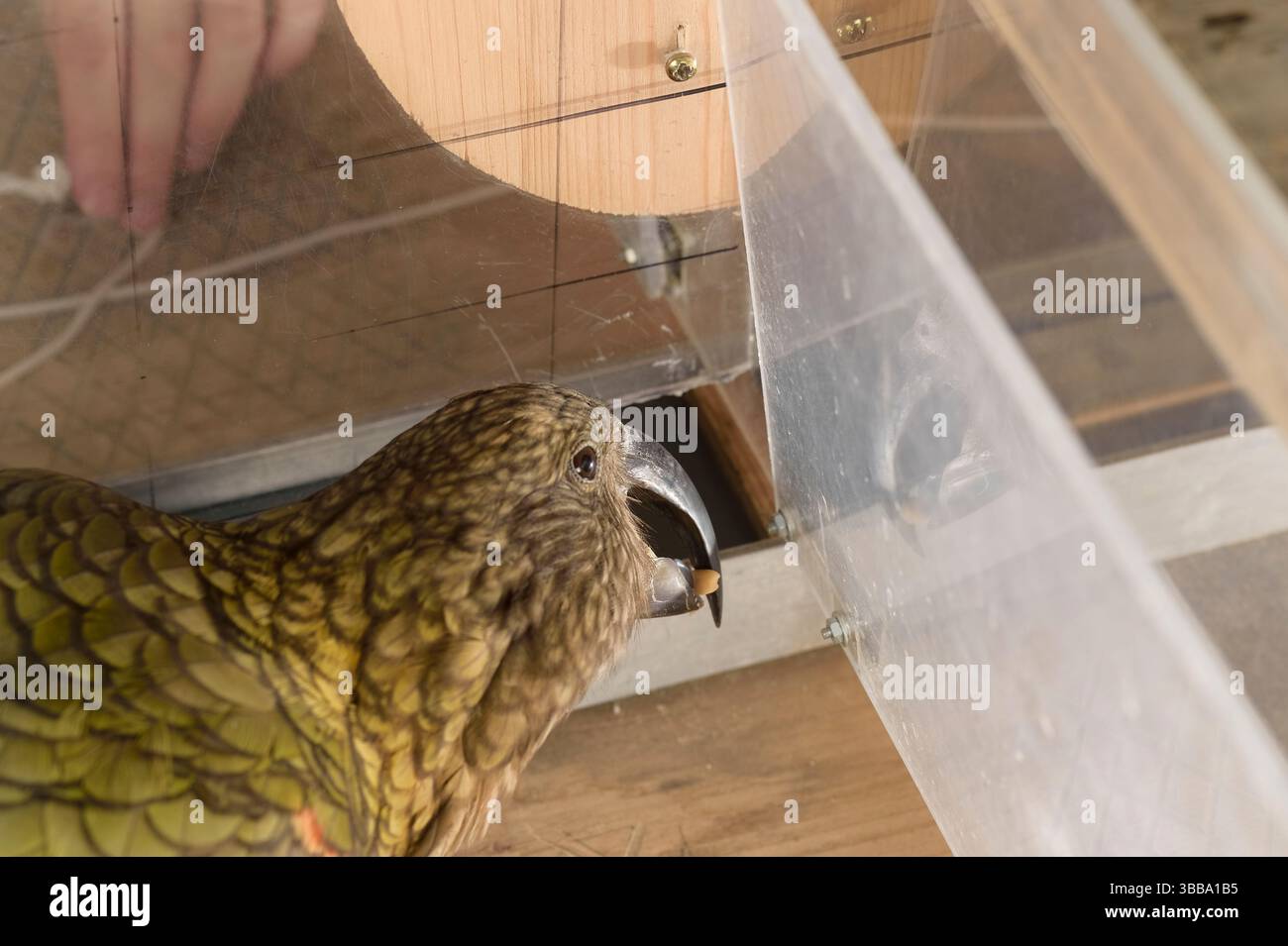 In diesem Experiment müssen der Kea (Nestor notabilis) und die Doktorandin Amelia Wein gleichzeitig verschiedene Enden einer Schnur ziehen, damit sie nicht mehr so weit ist Stockfoto