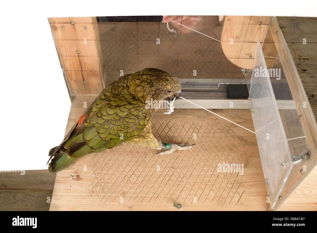 In diesem Experiment müssen der Kea (Nestor notabilis) und die Doktorandin Amelia Wein gleichzeitig verschiedene Enden einer Schnur ziehen, damit sie nicht mehr so weit ist Stockfoto