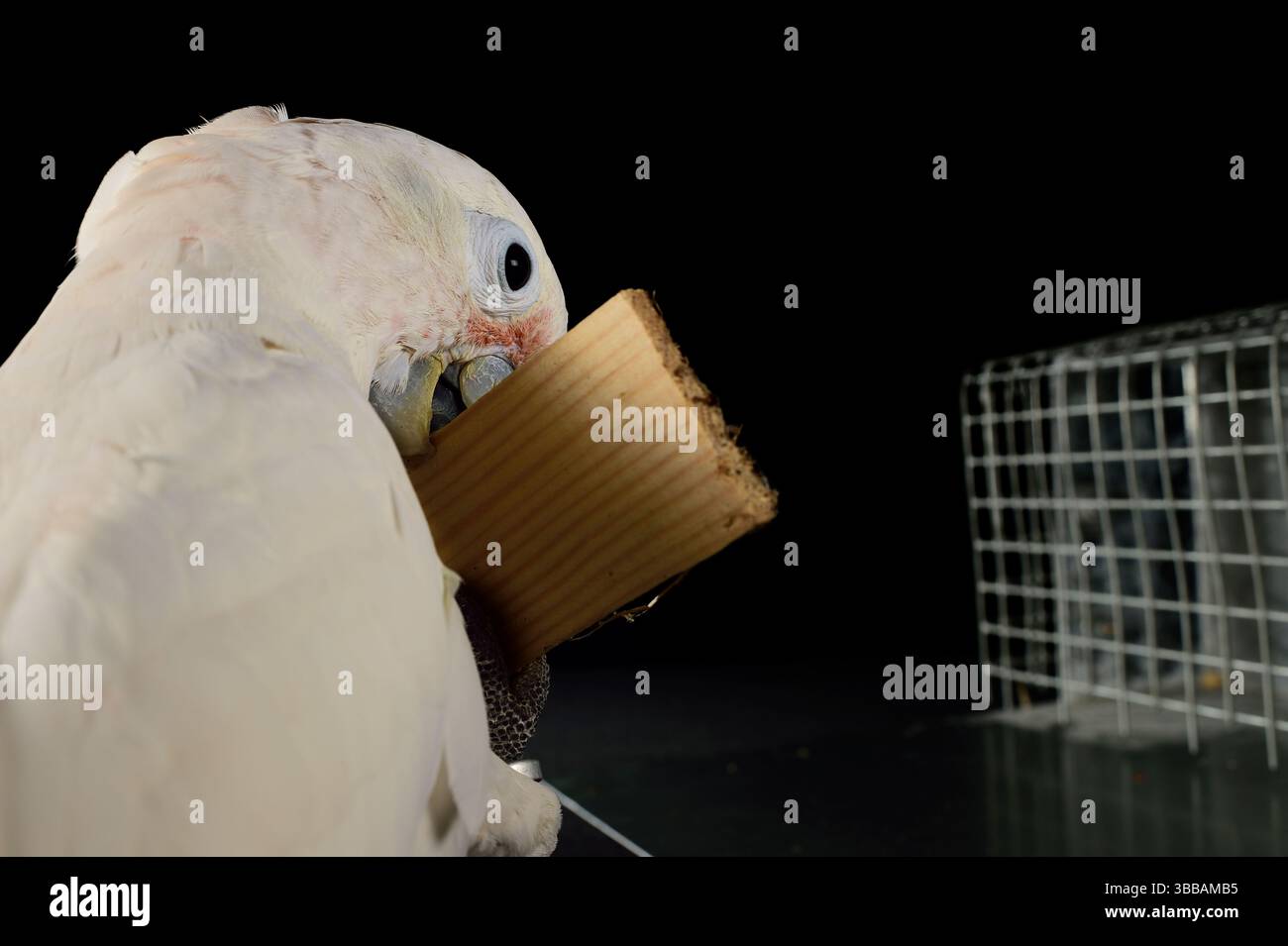 [In Gefangenschaft] Goffin-Kakadu (Cacatua goffiniana). In diesem Experiment muss der Kakadu einen Stock von einem Stück Holz abreißen und als Werkzeug verwenden Stockfoto