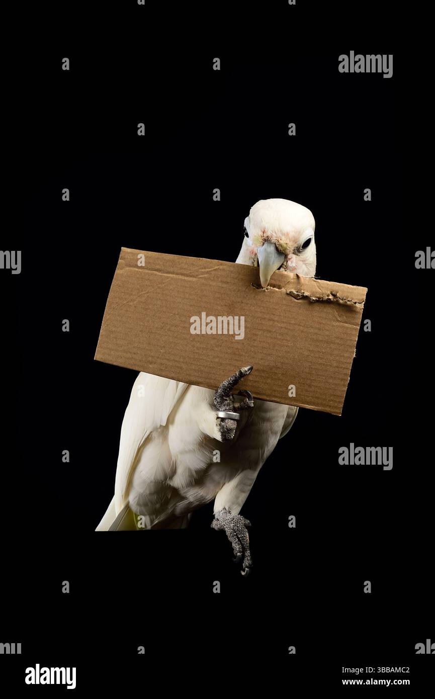[In Gefangenschaft] Goffin-Kakadu (Cacatua goffiniana). Im Experiment „Pappwerkzeug“ muss der Kakadu ein geeignetes Werkzeug aus einem Stück c abreißen Stockfoto