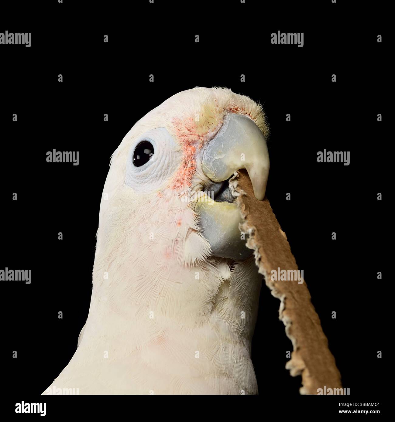 [In Gefangenschaft] Goffin-Kakadu (Cacatua goffiniana). Im Experiment „Pappwerkzeug“ muss der Kakadu ein geeignetes Werkzeug aus einem Stück c abreißen Stockfoto
