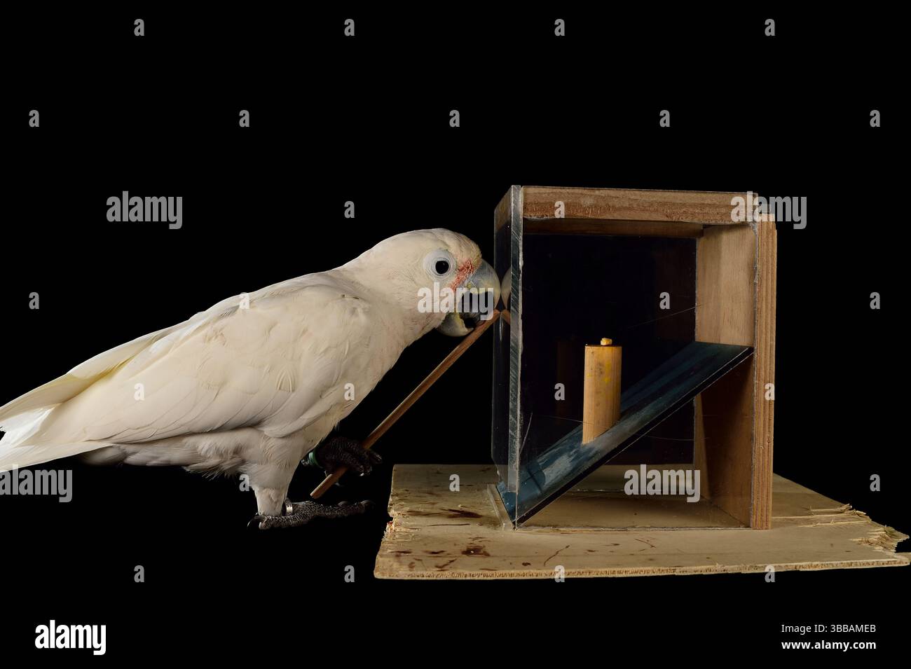 [In Gefangenschaft] Goffin-Kakadu (Cacatua goffiniana). In diesem Experiment lernt der Kakadu, ein Werkzeug zu benutzen. Er muss uns ein Leckerli (Erdnuss) in eine Kiste stecken Stockfoto