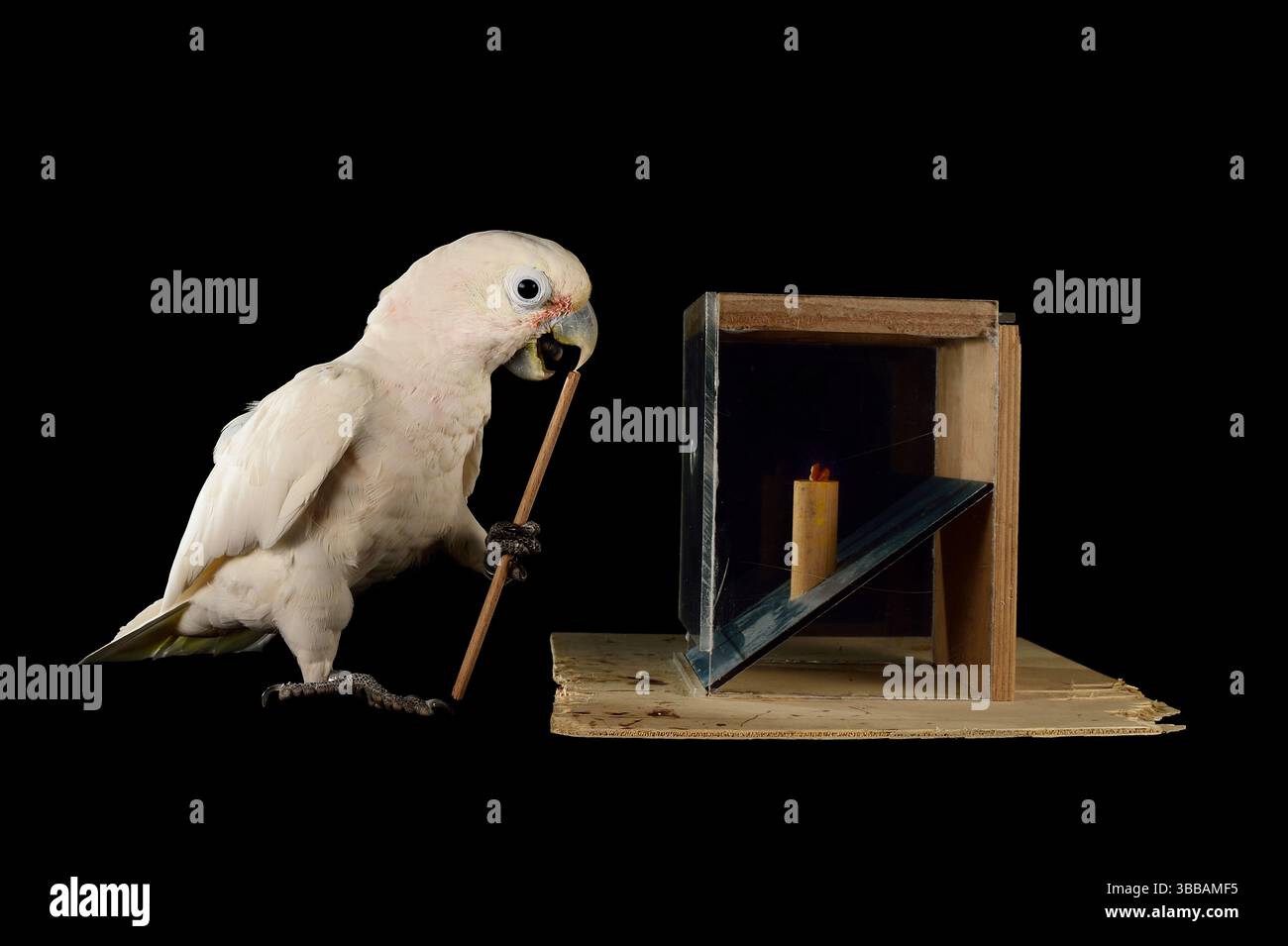 [In Gefangenschaft] Goffin-Kakadu (Cacatua goffiniana). In diesem Experiment lernt der Kakadu, ein Werkzeug zu benutzen. Er muss uns ein Leckerli (Erdnuss) in eine Kiste stecken Stockfoto