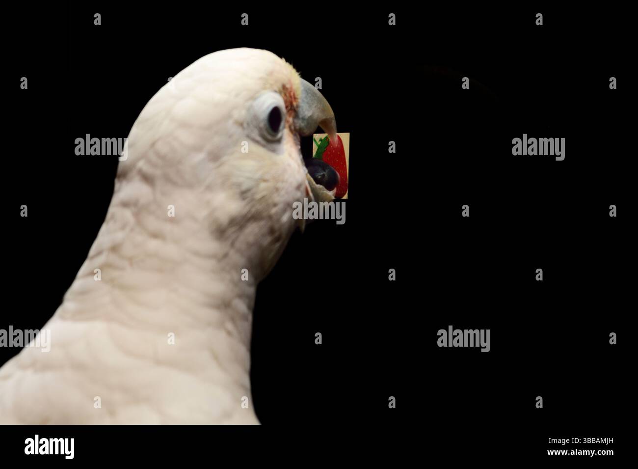 [Gefangenschaft] Goffins Kakadu (Cacatua goffiniana) vor einem Touchscreen. Er bedient den Touchscreen mit seiner Zunge. In diesem Experiment, der coc Stockfoto