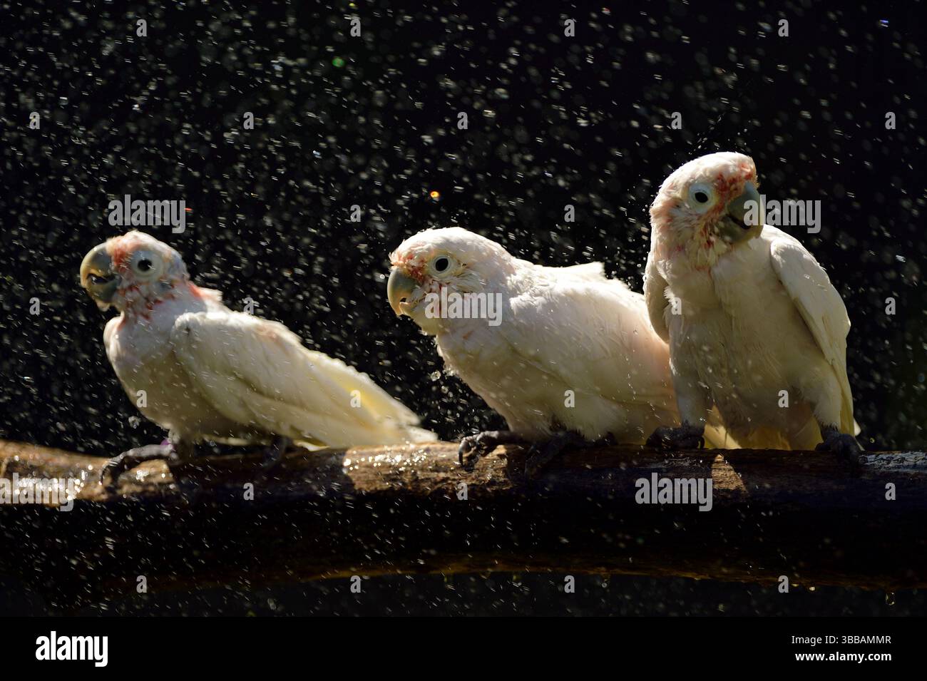 Goffins Kakadus (Cacatua goffiniana) werden mit einem Gartenschlauch besprüht. Goffins Kakadus oder Tanimbar Corellas sind endemisch in den T Stockfoto