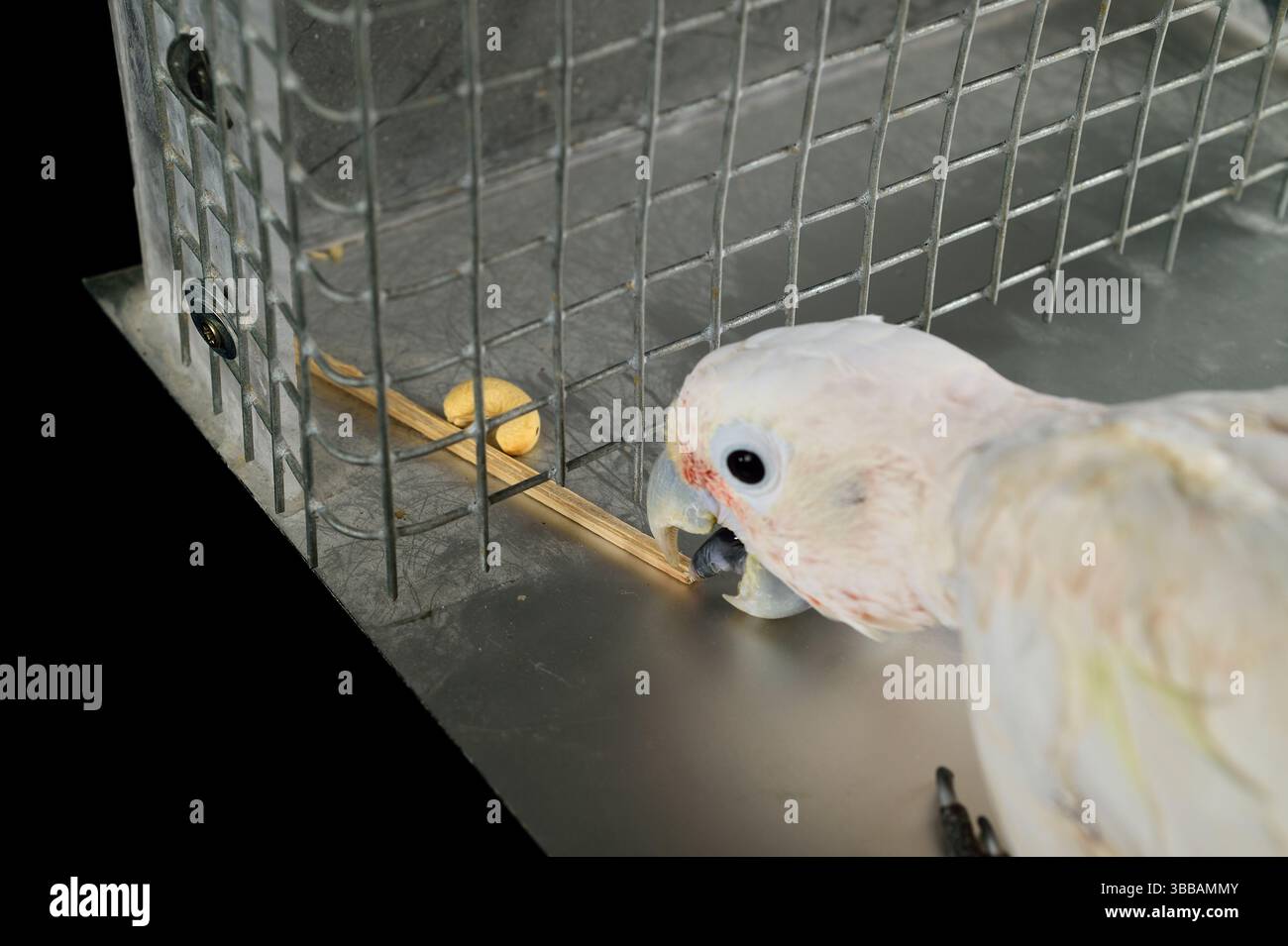 [In Gefangenschaft] Goffin-Kakadu (Cacatua goffiniana). In diesem Experiment muss der Kakadu einen Stock von einem Stück Holz abreißen und als Werkzeug verwenden Stockfoto