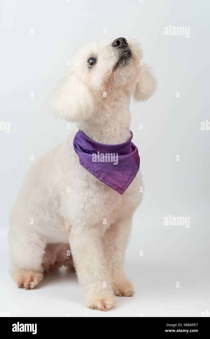 Pudelhund mit violettem Kragen auf weißem Studiohintergrund Stockfoto