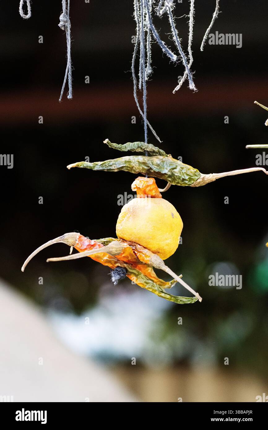 Nimbu Mirchi hilft Chilis und Zitrone, um ein Haus und Geschäft vor bösen Geistern und bösen Augen zu schützen Stockfoto