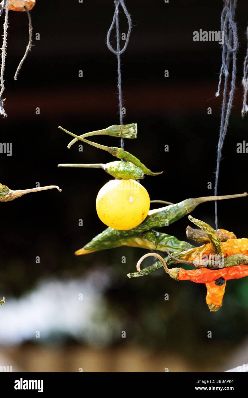 Nimbu Mirchi hilft Chilis und Zitrone, um ein Haus und Geschäft vor bösen Geistern und bösen Augen zu schützen Stockfoto