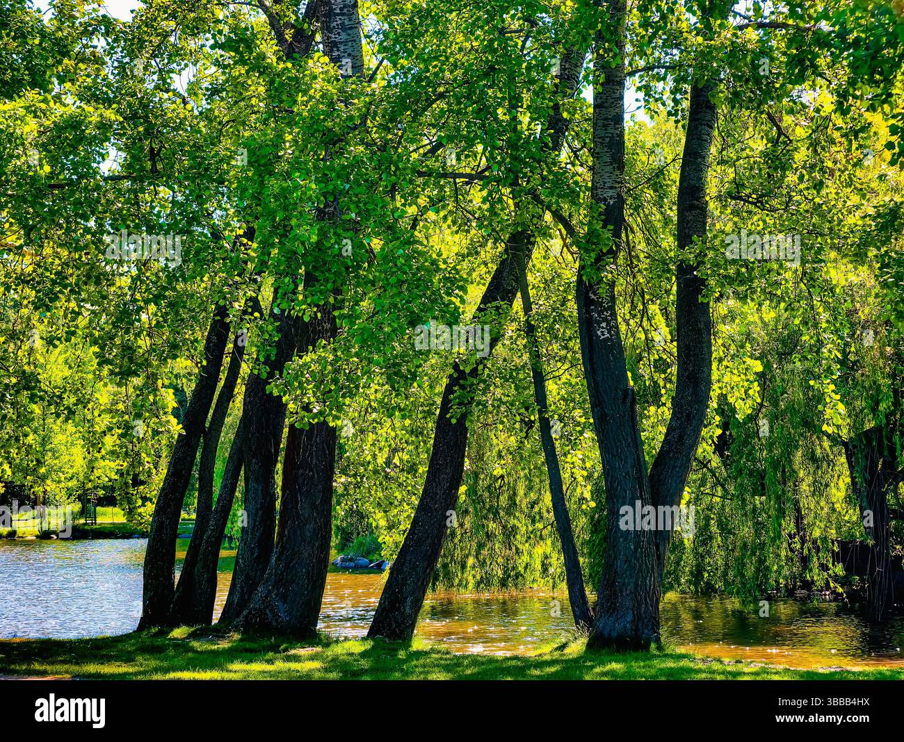 Ruhige Flusslandschaft mit schiefen Bäumen und üppigem Grün, bietet eine friedliche und erfrischende Natur, perfekt für Entspannung und Naturgenuss Stockfoto