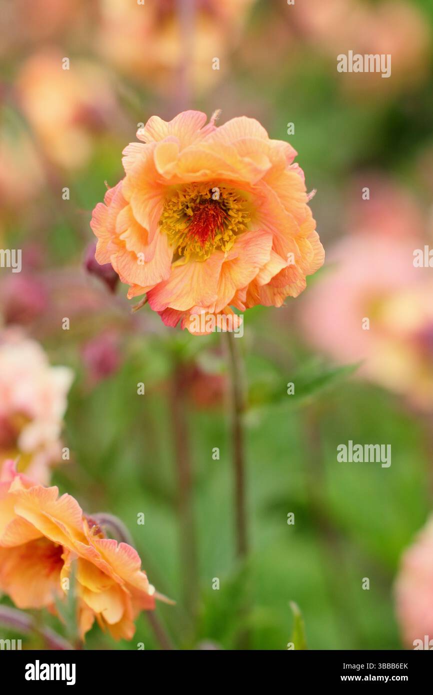 Geum 'Mai Tai' avens. Eine blühende krautige Staudenblüte in einer Spätherfrühlingsgartengrenze. UK Stockfoto