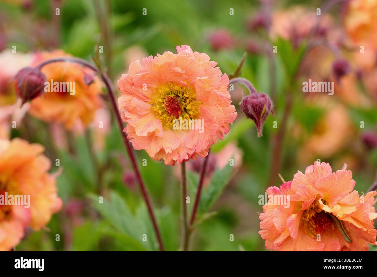 Geum 'Mai Tai' avens. Eine blühende krautige Staudenblüte in einer Spätherfrühlingsgartengrenze. UK Stockfoto