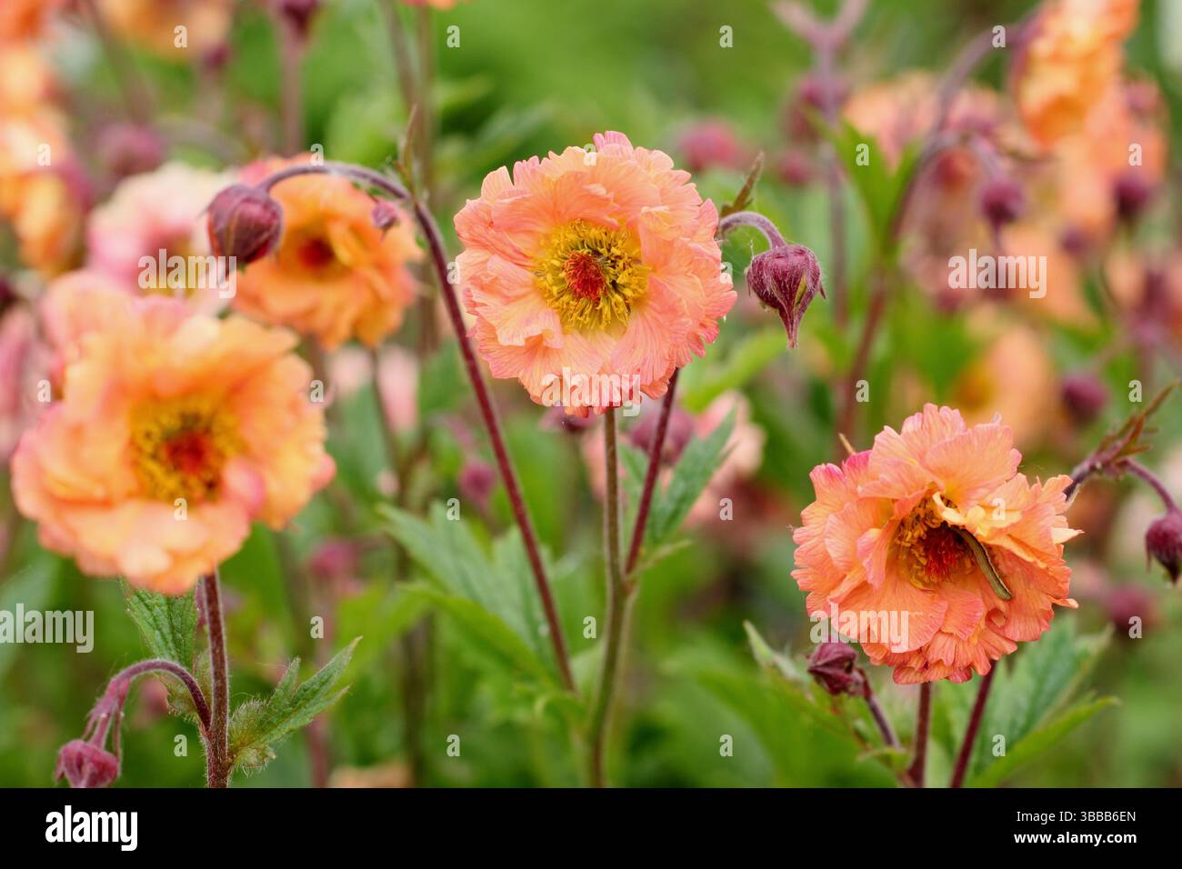 Geum 'Mai Tai' avens. Eine blühende krautige Staudenblüte in einer Spätherfrühlingsgartengrenze. UK Stockfoto