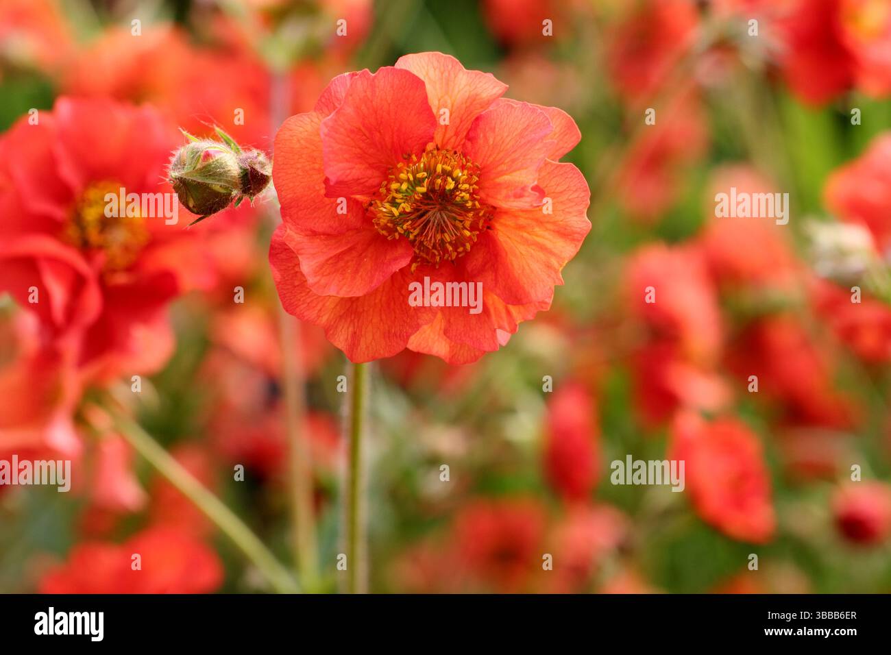 Geum Scarlet Sturm. Avens Scarlet Tempest mit markanten scharlachroten Blüten in einer Gartenkante des späten Frühlings. UK Stockfoto