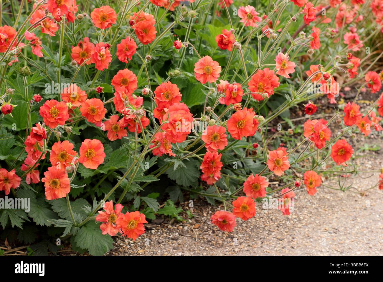 Geum Scarlet Sturm. Avens Scarlet Tempest mit markanten, doppelten scharlachroten Blüten in einer Gartenkante des späten Frühlings. UK Stockfoto