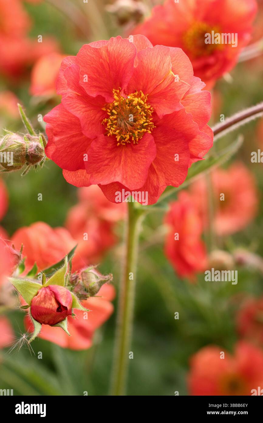 Geum Scarlet Sturm. Avens Scarlet Tempest mit markanten scharlachroten Blüten in einer Gartenkante des späten Frühlings. UK Stockfoto