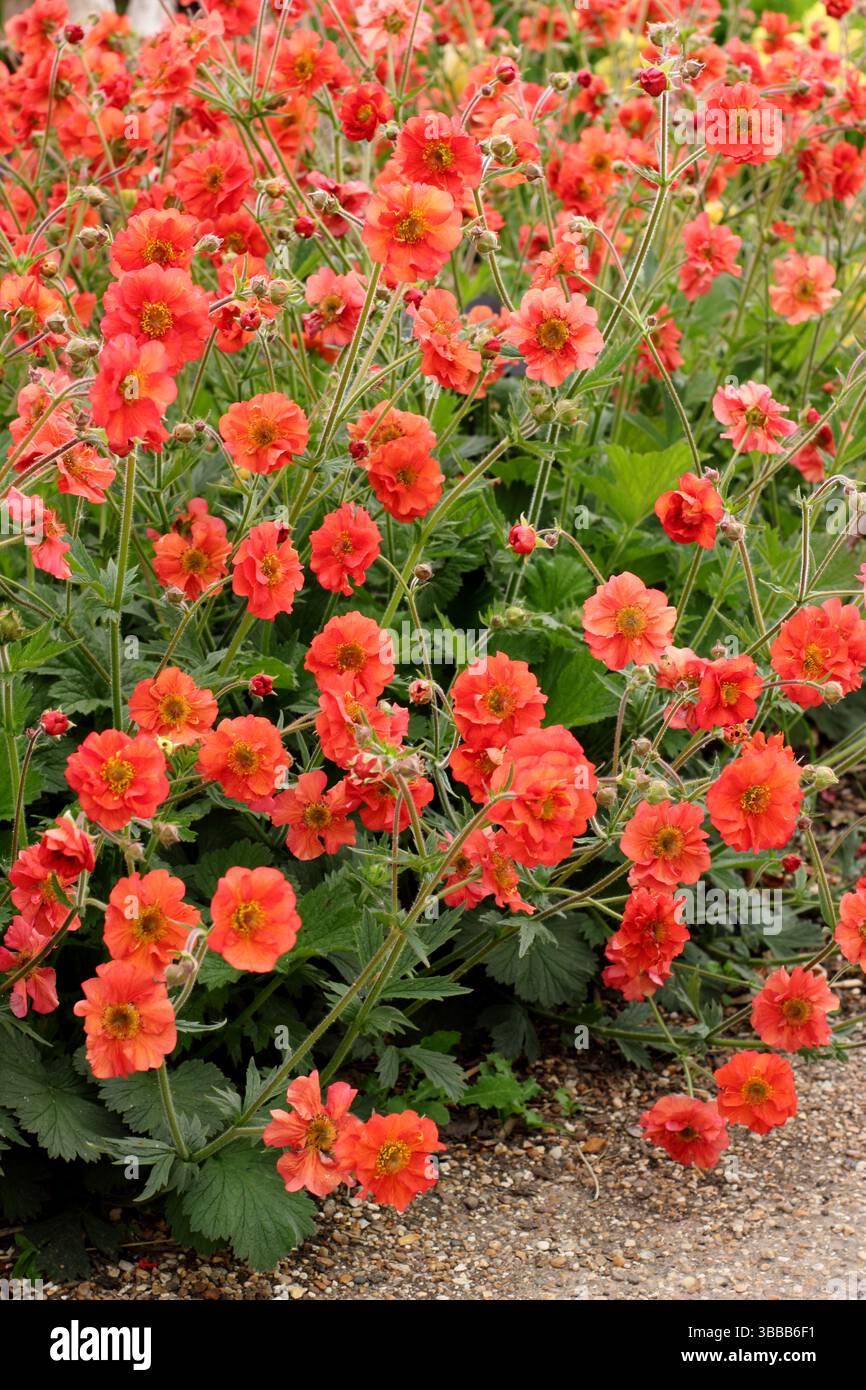 Geum Scarlet Sturm. Avens Scarlet Tempest mit markanten, doppelten scharlachroten Blüten in einer Gartenkante des späten Frühlings. UK Stockfoto