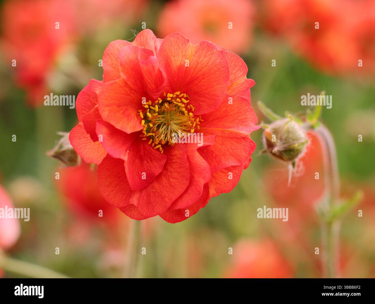 Geum Scarlet Sturm. Avens Scarlet Tempest mit markanten scharlachroten Blüten in einer Gartenkante des späten Frühlings. UK Stockfoto