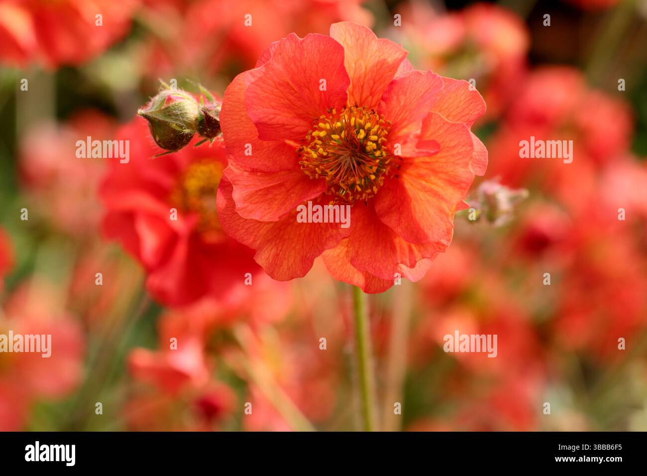 Geum Scarlet Sturm. Avens Scarlet Tempest mit markanten scharlachroten Blüten in einer Gartenkante des späten Frühlings. UK Stockfoto