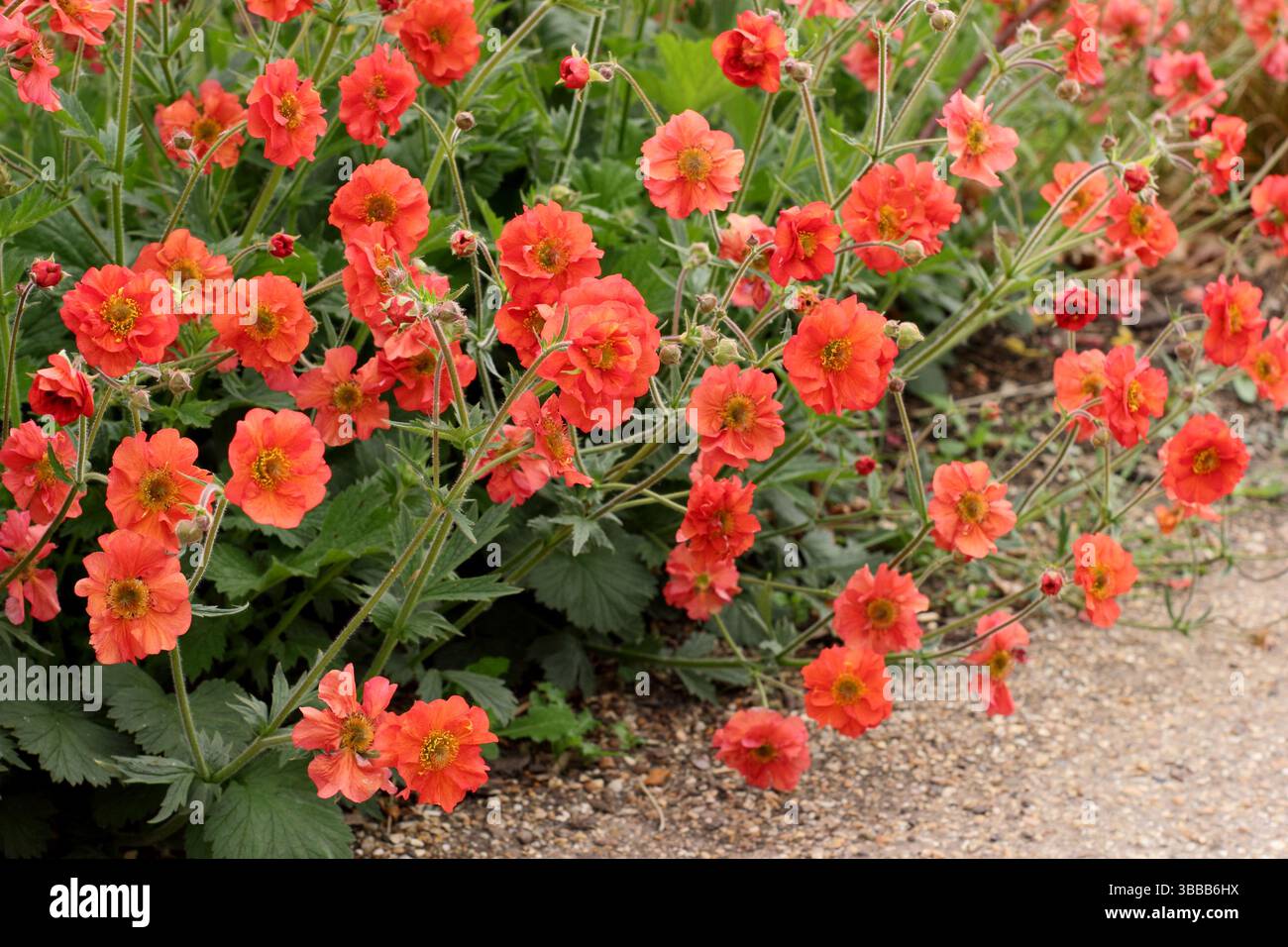Geum Scarlet Sturm. Avens Scarlet Tempest mit markanten, doppelten scharlachroten Blüten in einer Gartenkante des späten Frühlings. UK Stockfoto