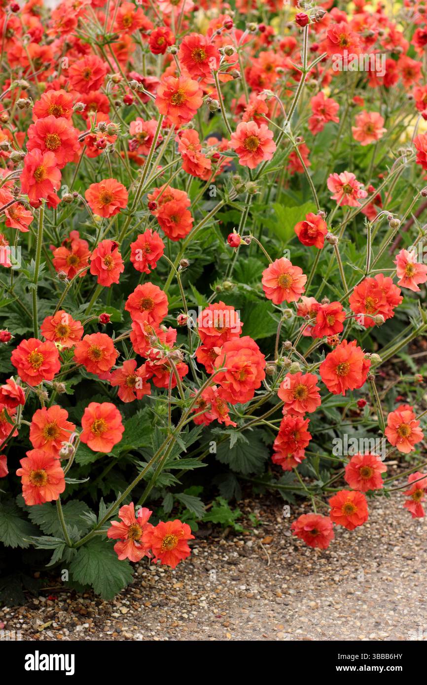 Geum Scarlet Sturm. Avens Scarlet Tempest mit markanten, doppelten scharlachroten Blüten in einer Gartenkante des späten Frühlings. UK Stockfoto