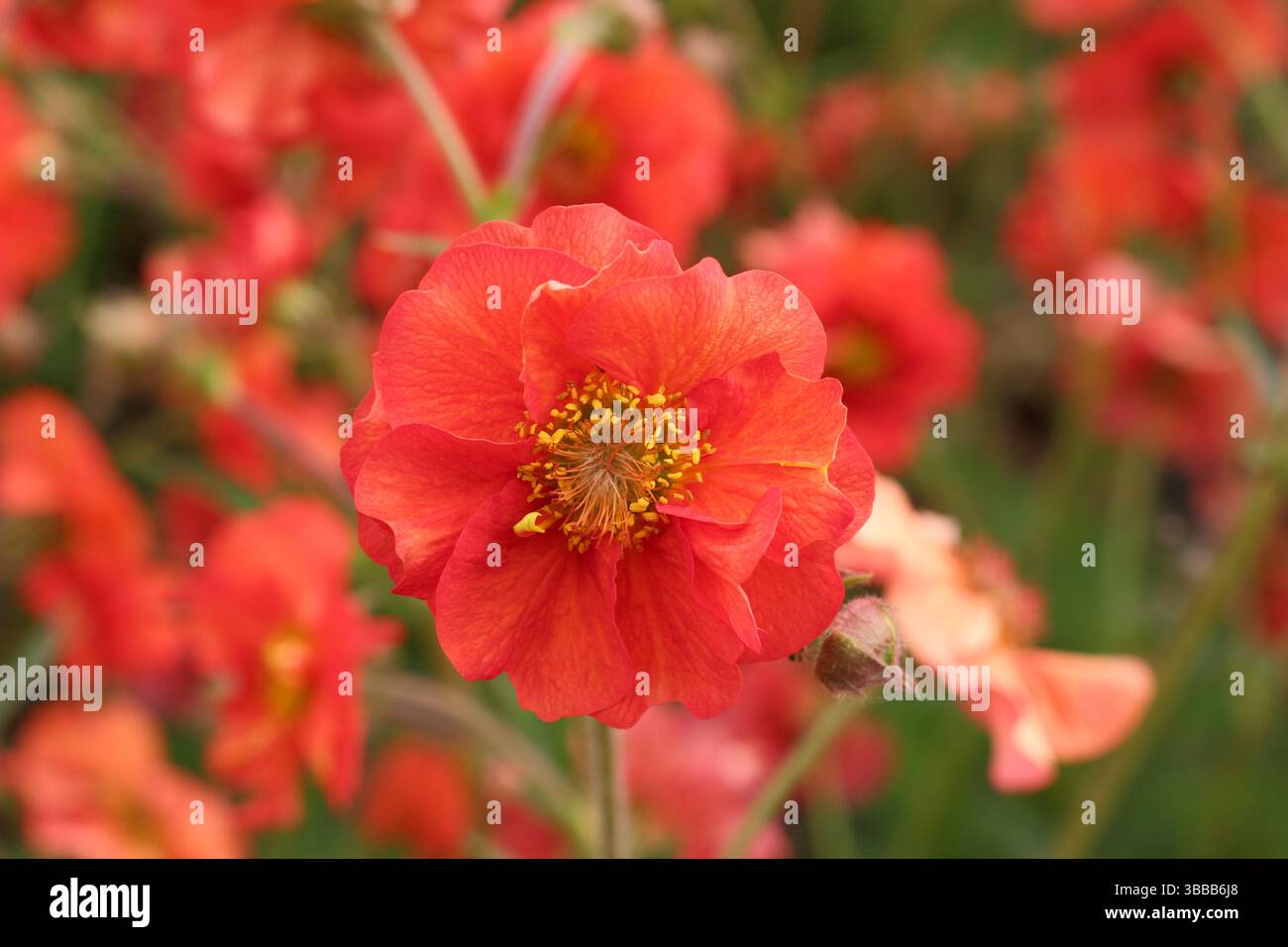 Geum Scarlet Sturm. Avens Scarlet Tempest mit markanten scharlachroten Blüten in einer Gartenkante des späten Frühlings. UK Stockfoto