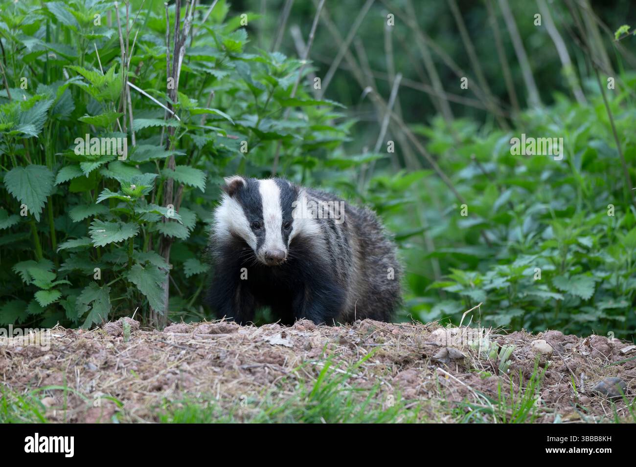 Eurasischer Dachs, Meles meles, alleinerziehendes Säugetier am Sett Entrance, Warwickshire, Mai 2025 Stockfoto