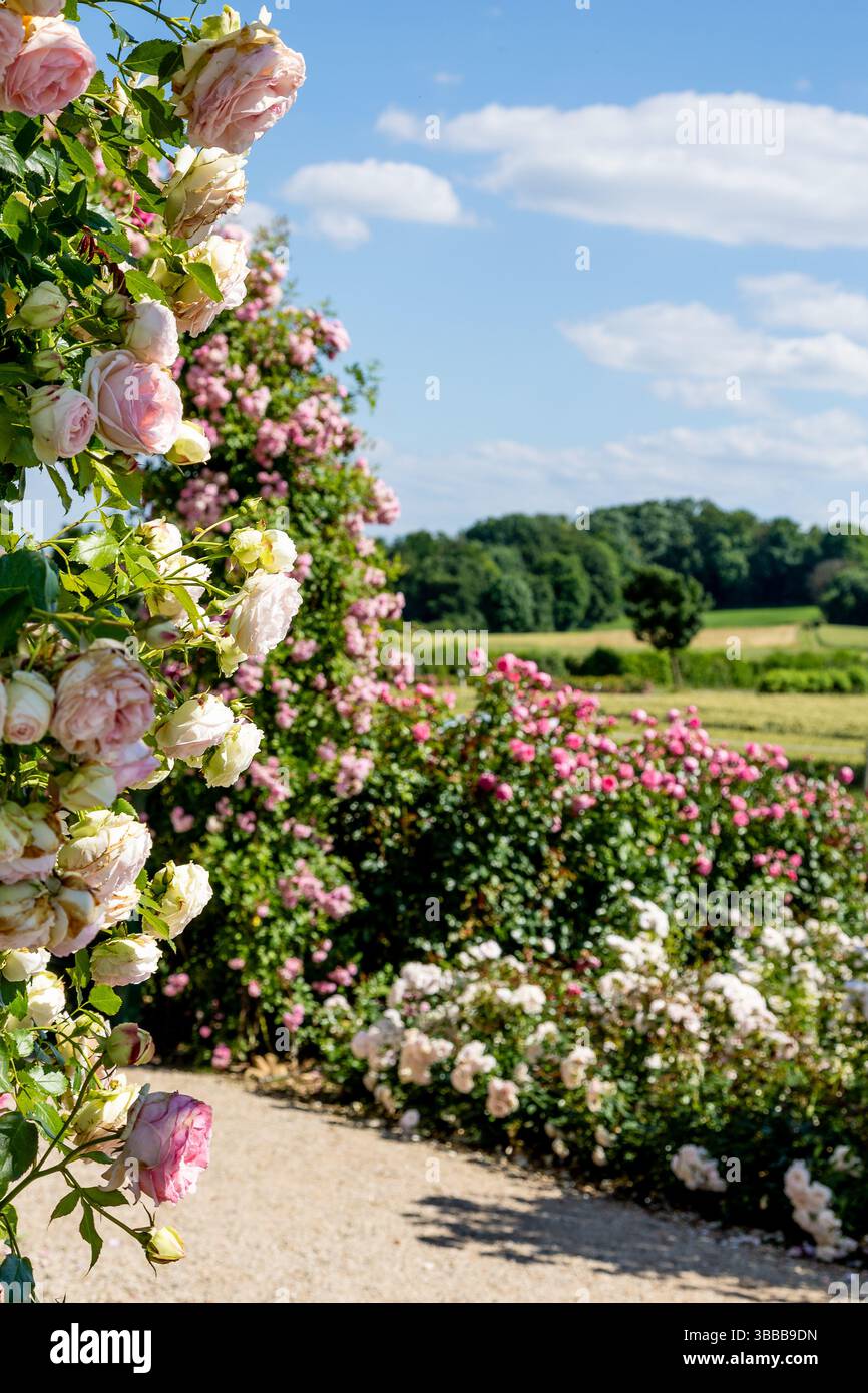 Rosafarbene und weiße Rosen klettern auf ein Gitter und säumen einen Kiesweg, wodurch ein duftender und farbenfroher Gang in einer Gartenumgebung mit einem hellblauen Himmel und einem blauen Himmel entsteht Stockfoto