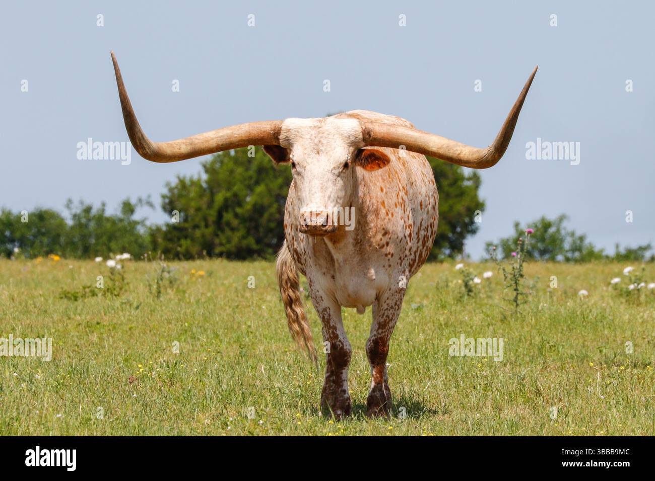 Texas Longhorn Bulle starrt auf die Kamera in einem Feld aus Gras und Unkraut Stockfoto